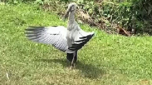 上山路上遇到一只鸟打坐