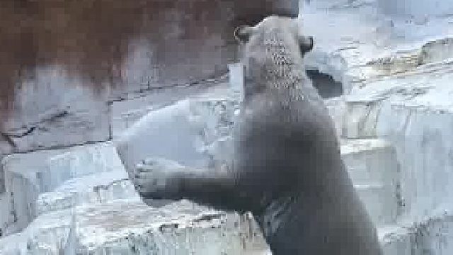 非要给你表演一个的明星北极熊