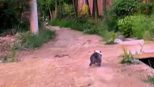 谁也阻挡不了回家干饭的小猫