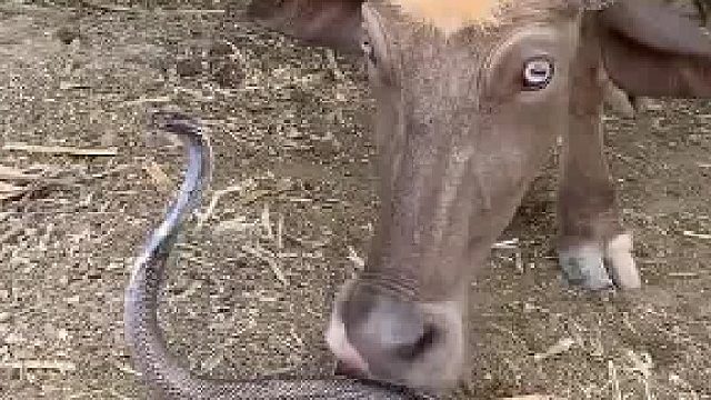 看得头皮一紧一紧的