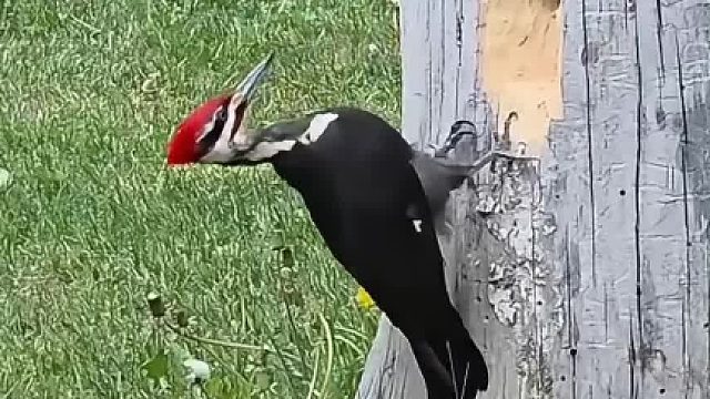 啄木鸟凿树，如果动物界有鲁班奖那非它莫属