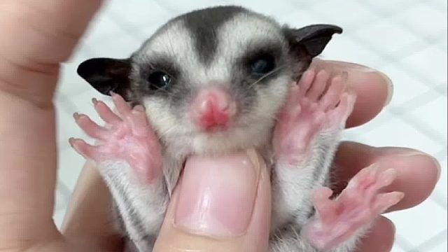 蜜袋鼯怕人怎么办，盘它咯