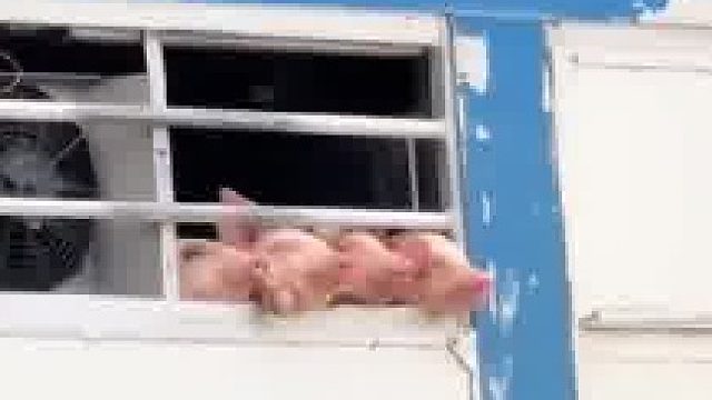 猪猪能有什么坏心思呢