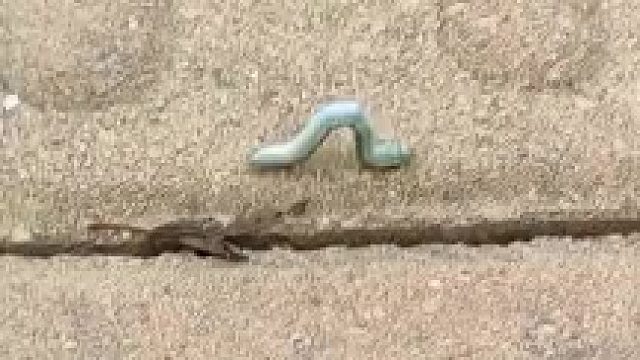 长按屏幕，给虫子加个速