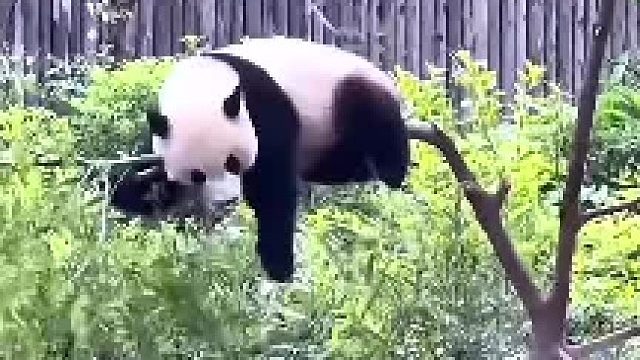 成功把自己摔成了国宝,熊猫重摔名场面