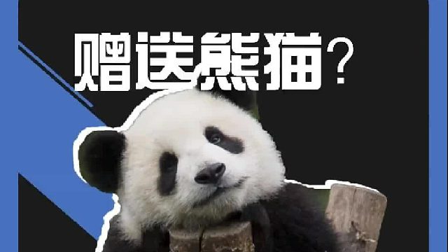两面三刀的全新诠释：韩国市长请求中国赠送大熊猫？韩国民众污蔑中国虐待福宝！