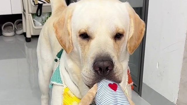 小狗发明的游戏，小狗说了算