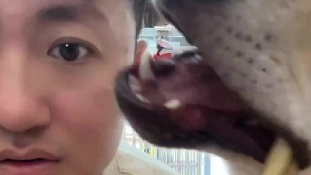 狗狗它听到了什么