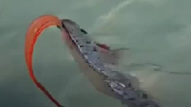 大海里的噩梦：日本人最害怕的皇带鱼现身浅水区！