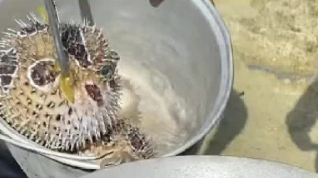 刚抓的刺河豚，渔民直接下锅烹饪，释放水也没用