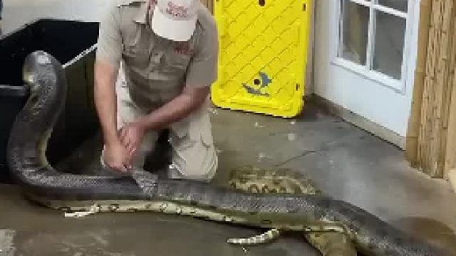 国外动物园园长帮忙蛇脱皮