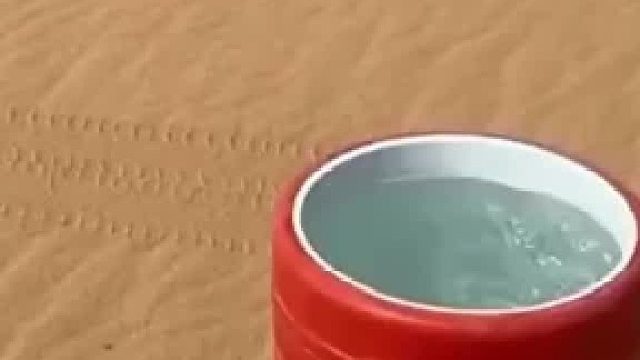 黑骆驼领着俩小骆驼来喝水