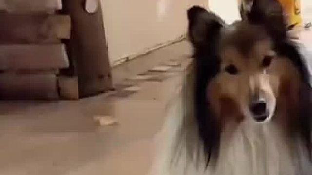 毛狗凶了下小小猫下，一秒就被家长找上门，狗狗都不敢眼看猫妈