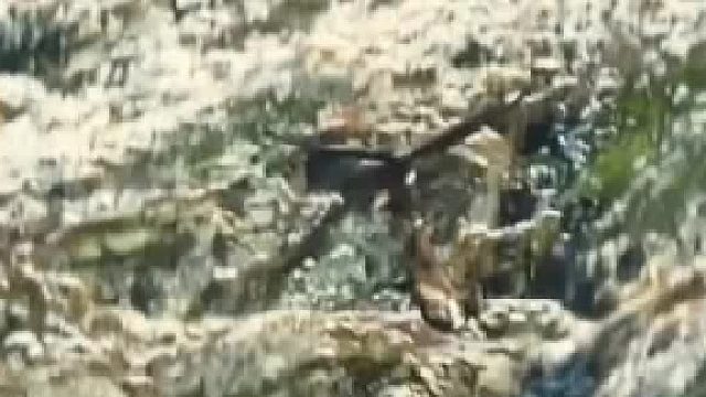 猎鹰强大的飞行能力