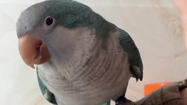 鸟：不是？？？给我来个会玩躲猫猫的人吧！！！