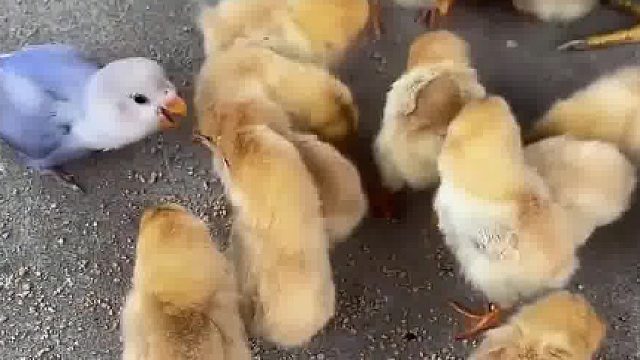 鹦鹉误入小鸡群里，把自己也当成了鸡妈妈的孩子求“庇护”。