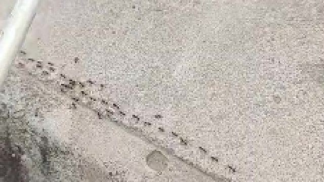 小东西着急忙慌的忙什么呢