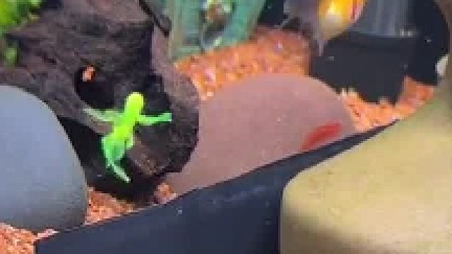 这条鱼它怎么了