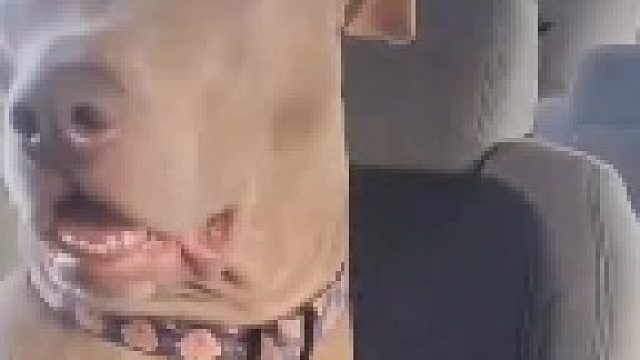 惊呆了我的小伙伴。。