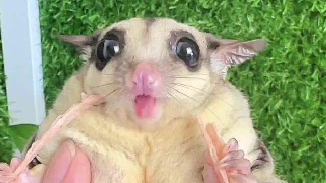 每一只乖巧的小蜜背后都离不开用心养的人