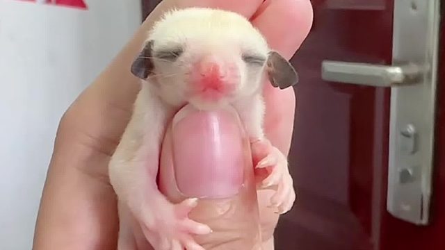 出袋一只墨耳白金蜜袋鼯妹妹