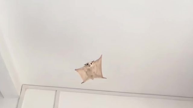 铲屎官的快乐碎片