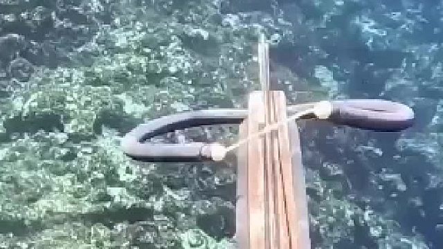 这种海蛇有没有毒？有没有大神帮忙分析一下