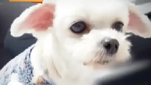 这条狗吃饭前必须要虔诚的跪拜磕头，还用唱歌的方式来庆祝