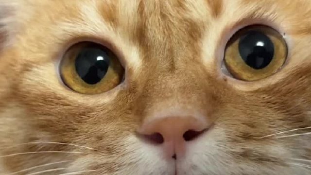 乖乖的橘猫都是谁在养