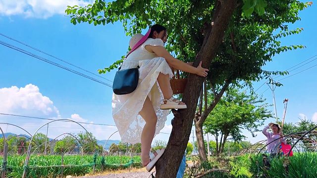 温柔媳妇变身女汉子，穿着裙子爬树摘李子，一口咬下去真甜