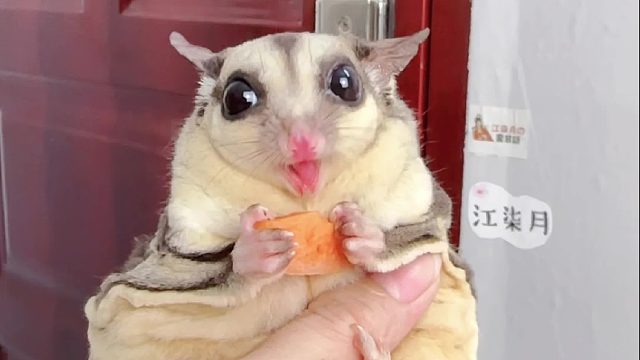 又是它喜欢吃的食物之一胡萝卜