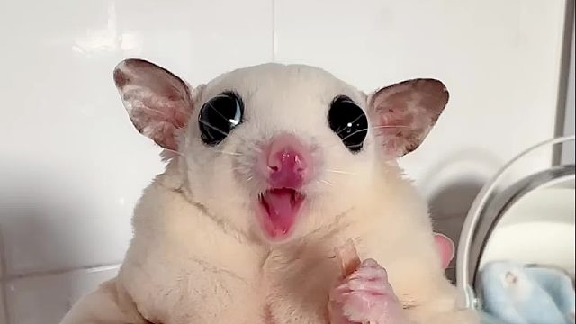 吃吧吃吧，不吃饱哪有力气减肥