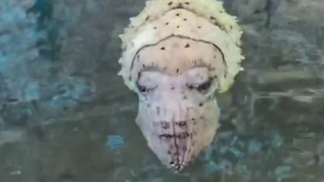 这乌贼长得像人