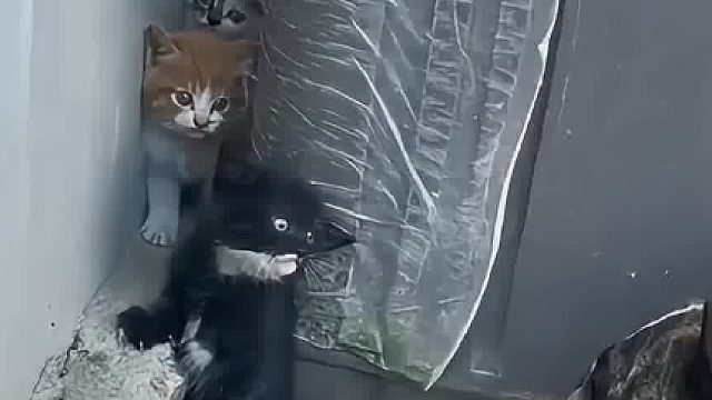 谁家好狗会去欺负小猫咪