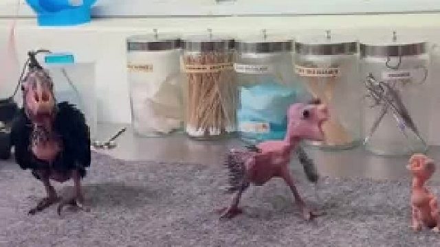 博主晒出分批次出壳的鹦鹉，确认过眼神它们一定是亲兄弟