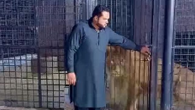 国外土豪的宠物老虎狮子和平共处