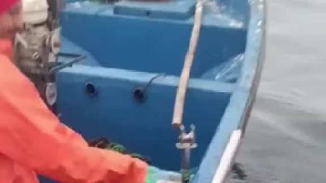 海钓 捕获巨型墨鱼