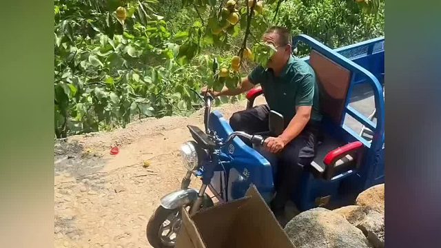 女生边偷杏边和大爷聊天，万万没想到大爷是果树主人