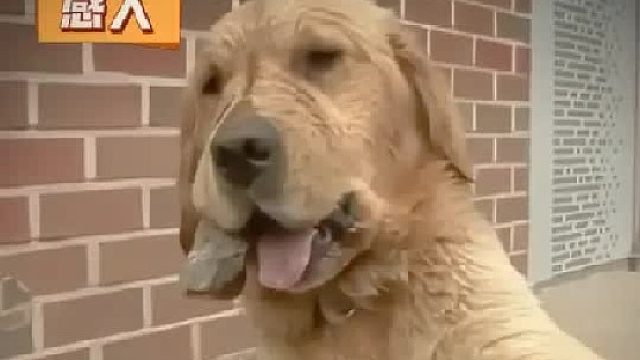 这条狗每天都要去河里找石头放进嘴里，为了吸引别人注意而得到爱