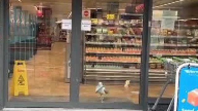 亲眼目睹了海鸥叼走超市的三明治 一气呵成