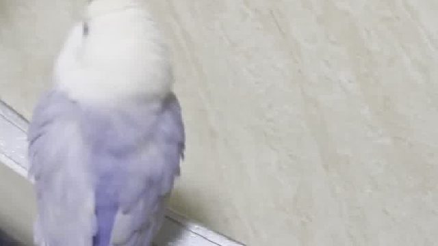 牡丹鹦鹉自己洗澡澡