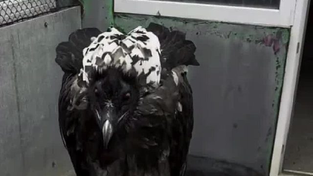 老鹰吞羊腿太厉害了，大自然太神奇了