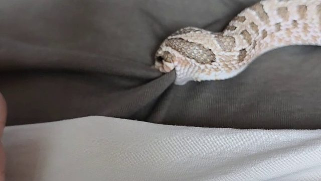 这么睿智的家伙我居然养了两只