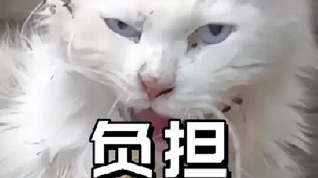 3公斤的猫长出0.6斤重的毛，厚重的毛发使它吞咽食物都困难