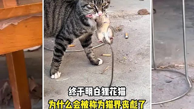 终于明白狸花猫为什么被称为猫界丧彪了