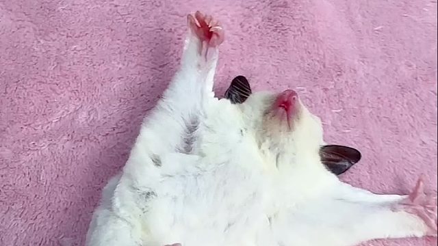 这是梦到啥了？