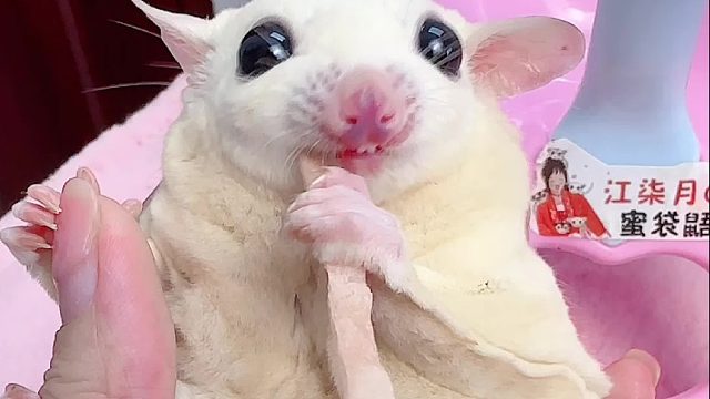 还以为是单胎，快出袋才发现是两个宝宝挤在一边的育儿袋里了