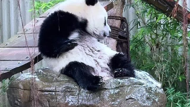 三妹“狗叫”守护水池，还是被妈妈“飞”下来了