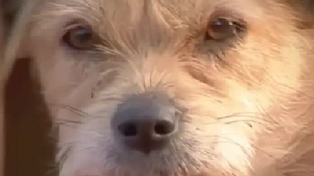 这条狗为守护孩子在垃圾场生活了180天，尽管身体感冒也不离开