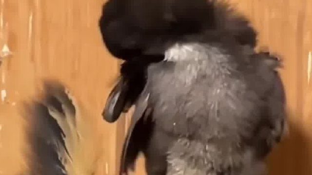 鸟，你是没看到我眼神把